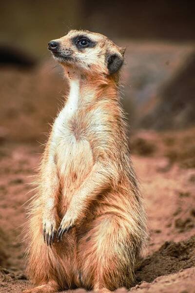 Základová fotografie na téma afrika, bdělý, biodiverzity, chlupatý, denní světlo, detail, divočina, drápy, fauna, fotografie