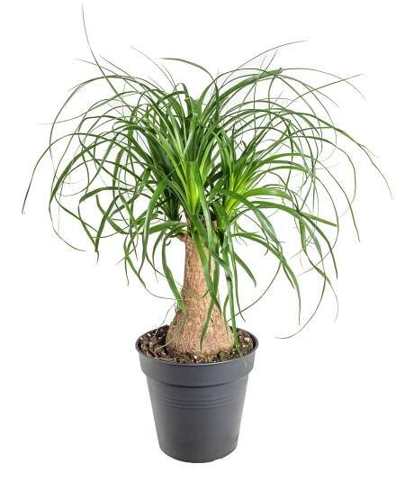 Sloní noha, Nolina recurvata, 1 výhon, 19 cm, skladem