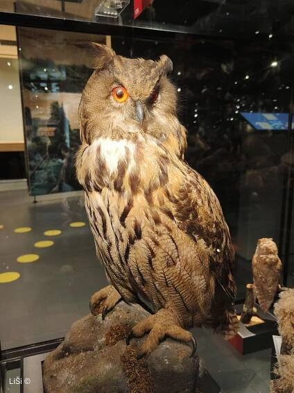 Ornitologická stanice Muzea Komenského (Muzeum) • Mapy.com