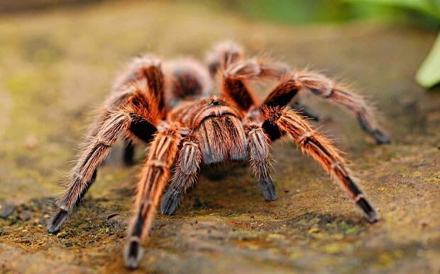 Tarantule-ve-snu