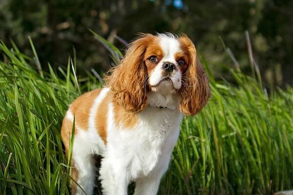 Cavalier King Charles - Everything you need to know about the doog breed