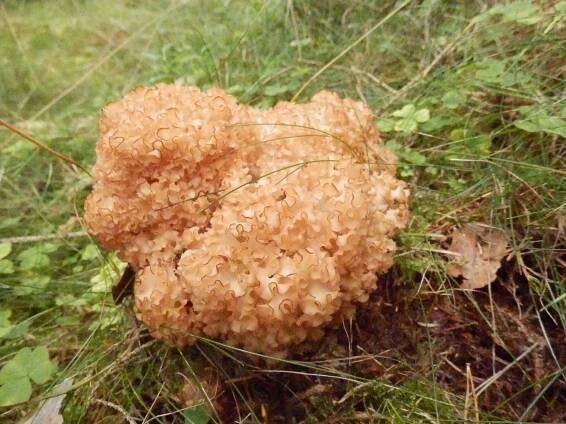 Houbařská fotosoutěž: Vyhrál král Bílých Karpat