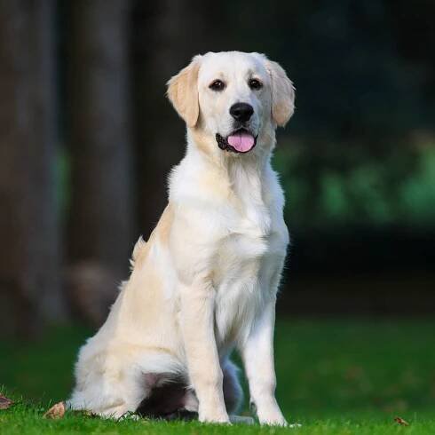 Alfie Dogs for Sale