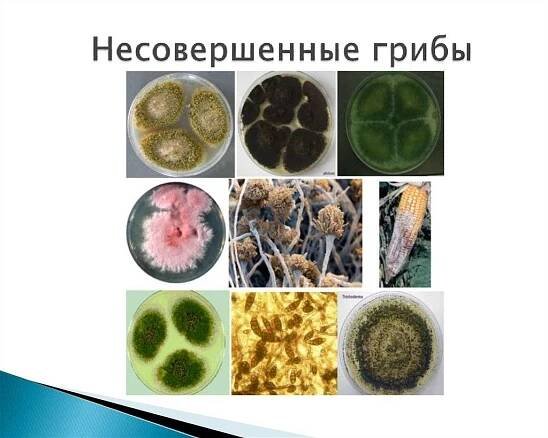 Одноклеточные грибы: примеры, названия, строение, фото