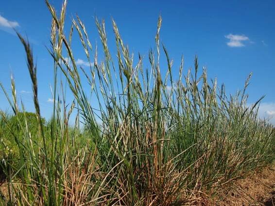 lipnicovité- POACEAE – 4. stránka – PlantaNaturalis.com