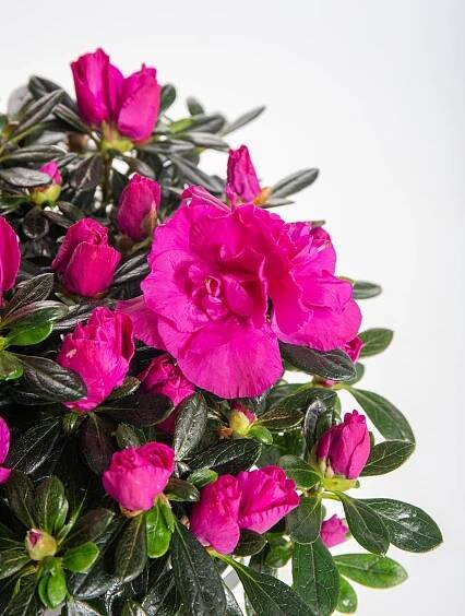 Pokojová azalka, Azalea indica, fialová, skladem | ZAZUMi.cz