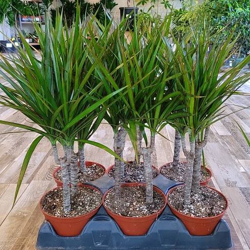 Dracaena marginata - Dragon Tree Plant