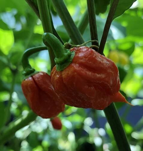 The Greenhouse of Heat – KristofLodewijks.be