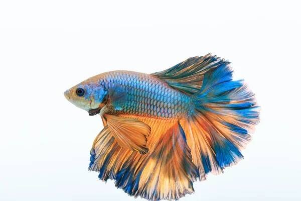 Bojovnice pestrá, Betta splendens — Stock obrázek