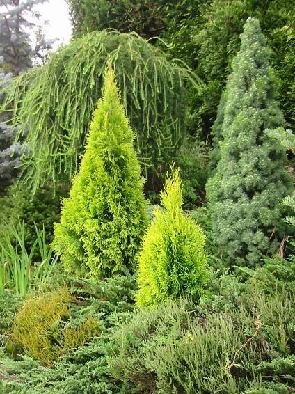 THUJA_occidentalis_Golden_Smaragd_0032