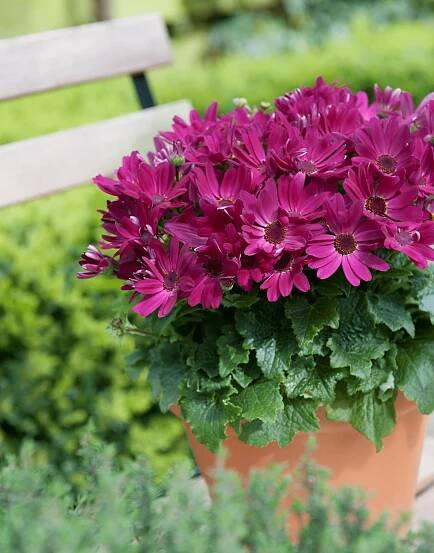 Senetti Red