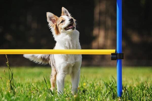 Agility mit kleinen Hunden