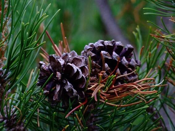 a close up of a pine cone
