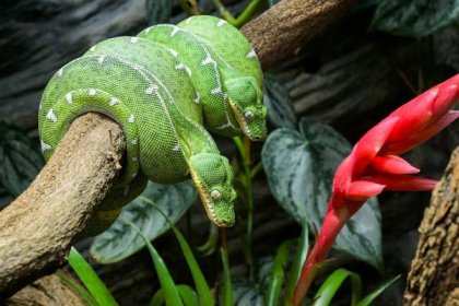 Zoo má nového, smaragdově zeleného hada
