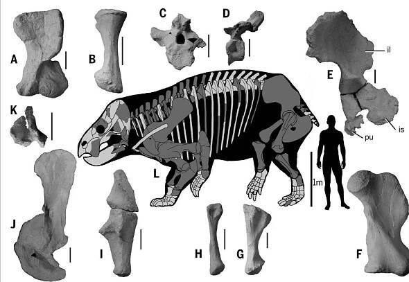 Fig. 1. The skeleton restoration of Lisowicia bojani. (A) Left humerus (ZPAL V.33/96) in ventral view. (B) Left radius (ZPAL V.33/665) in lateral view. (C) Cervical vertebrae (ZPAL V.33/720) in posterior view. (D) Dorsal vertebrae (ZPAL V.33/720) in lateral view. (E) Left pelvis (ZPAL V.33/720; ilium, pubis, and ischium) in lateral view. (F) Left femur (ZPAL V.33/75) in anterior view. (G) Left tibia (ZPAL V.33/75) in lateral view. (H) Left fibula (ZPAL V.33/75) in medial view. (I) Left ulna (ZPAL V.33/470) in lateral view. (J) Left scapulocoracoid (ZPAL V.33/468) in lateral view. (K) Fused quadrate and quadratojugal (ZPAL V.33/735) in posterior view. Scale bars, 10 cm (A) to (K); 1 m for the skeleton. (L) Light gray bones represent missing elements. il, ilium; pu, pubis; is, ischium.  Histological data from limb bones of Lisowicia provide life history data that complement its dis- tinctness. Like other large dicynodonts, Lisowicia shows a large area of bone resorption in the inner cortex. However, unlike in other genera, there is no clear sign of growth-slowing later in life. The presence of potential lines of arrested growth in the studied tibia might be indicative of slower, more episodic growth. However, the lack of char- acteristic slow-growing tissue on the periphery  Fossils of Triassic dicynodonts are extremely abundant in African, Asian, and North and South American deposits but are comparatively poorly known from other regions (5, 6). Dicynodonts were seemingly rare in the European Late Triassic, being known only from a single mandible (8) and questionable isolated bones (9). The Late Triassic dicynodont fossils described here, of 
