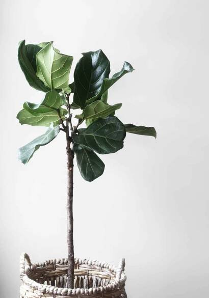 fiddle leaf fig in a pot