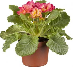 Grow by OBI Prvosenka bezlodyžná (Primula vulgaris) Girls Delight pr. 13 cm