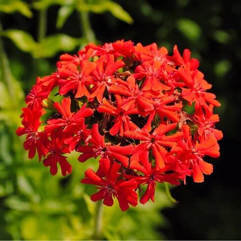 Kohoutek chalcedonský – Lychnis chalcedonica – osivo kohoutku