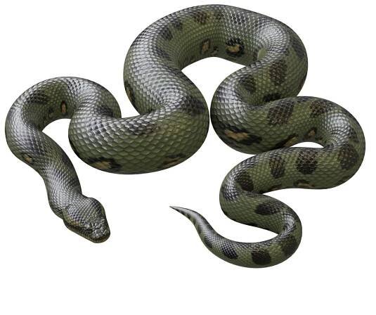 3D Model Green Anaconda - TurboSquid 1256788
