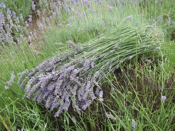Other uses of lavender – Carshalton Lavender