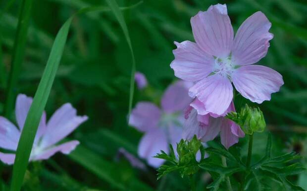 Sléz pižmový (Malva moschata)