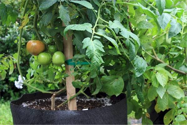 Home - Sustainable Organic Q8