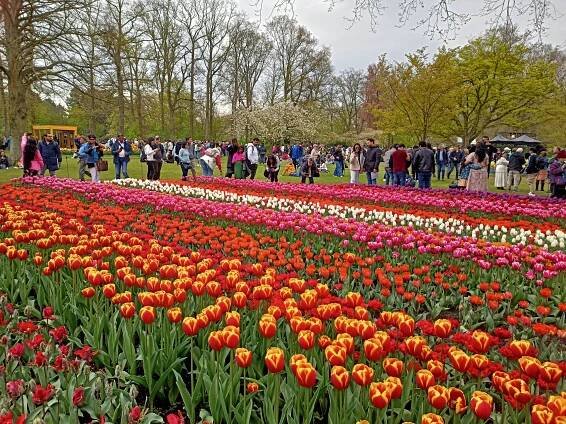 Za krásou tulipánů do Průhonic nebo Amsterdamu: inspirujte se v naší galerii, můžete je ještě stihnout v plné kráse