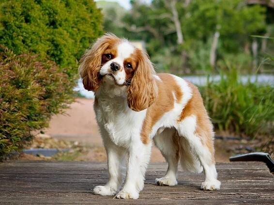 Cavalier King Charles Spaniels
