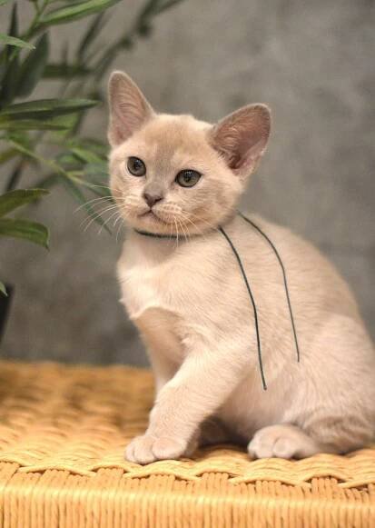 Kittens : SE*Pendas