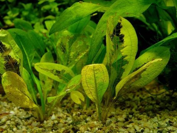Horácovo akvárium : atlas - Echinodorus cv. Tropica