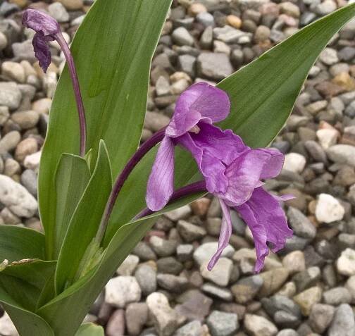Soubor:Roscoea alpina 120819 cropped.jpg – Wikipedie