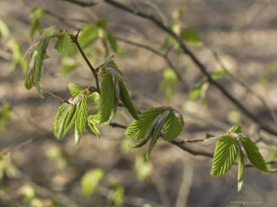 Habr obecný (Carpinus betulus)