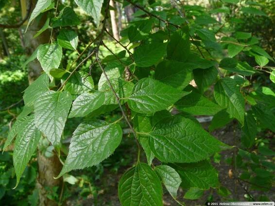 Celtis occidentalis pumila břestovec západní