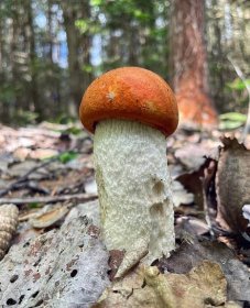 Počasí na houby: Bouřky a přeháňky přinesou houbařské žně? Kdy ideálně vyrazit do lesa