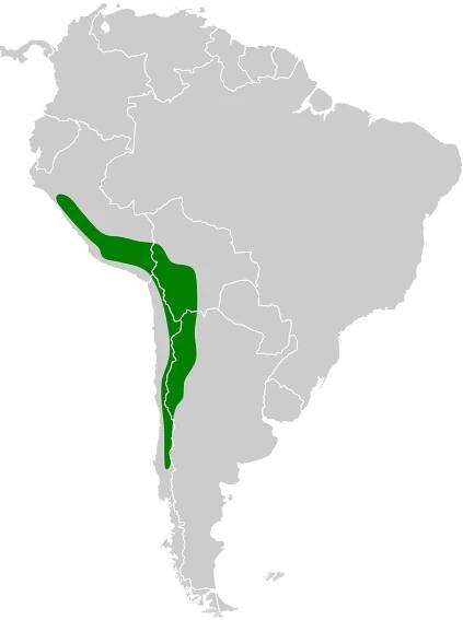 Soubor:Chloephaga melanoptera map.svg – Wikipedie