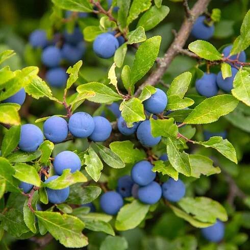 TRNAK OBECNÁ (PRUNUS SPINOSA)
