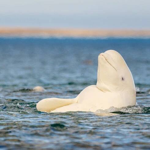 Lone beluga whale spotted 1,500 miles from home, and nobody knows why