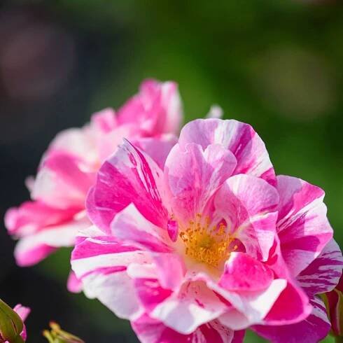 First-ever striped David Austin rose debuts at Chelsea Flower Show 2025 in honor of King Charles III