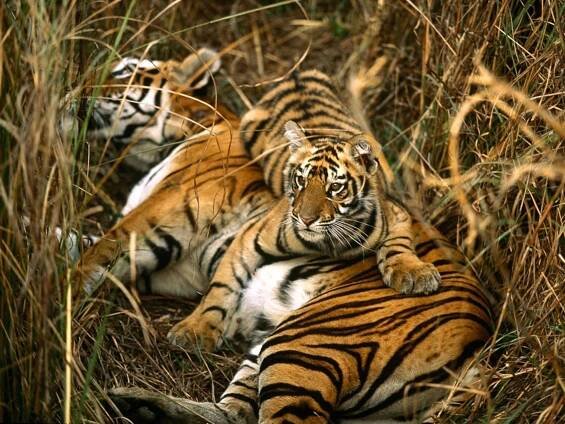 a Bengal tiger with cub