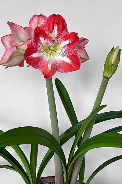A vertical image of bright red and white amaryllis flowers growing in a pot indoors.