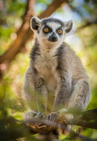 Best of Wildlife - TANALAHORIZON - Madagaskar-Reisen und Fotoreisen seit 1995