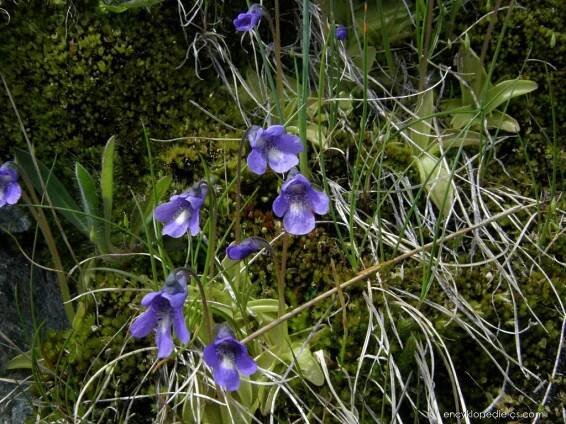 Tučnice (Pinguicula leptoceras), květy, květenství