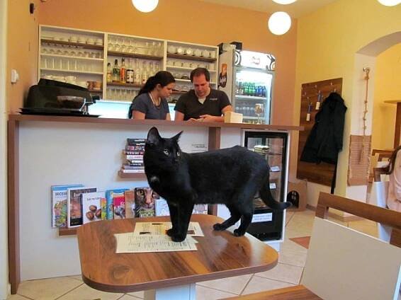 Kočičí kavárna Kocourkov, Olomouc / Cat café