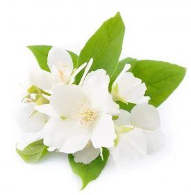 Bílé květy jasmínu — Stock obrázek