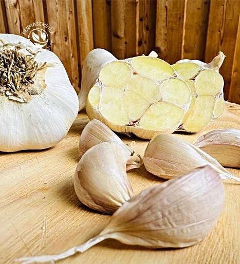 Rovenský I česnek kuchyňský I allium sativum I stará odrůda  I permasemínka