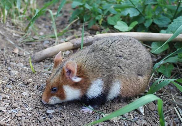Hamster