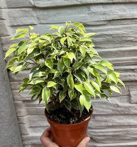 Ficus benjamina panache, cca 20 cm