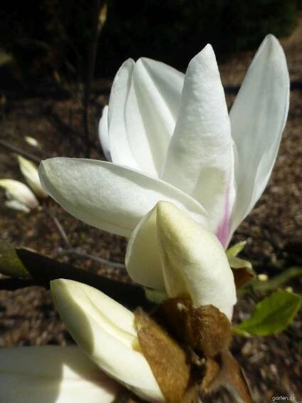 Šácholan válcovitý - Magnolia cylindrica