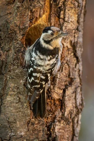 Šplhavci | Štěpán Mikulka | Wildlife fotograf