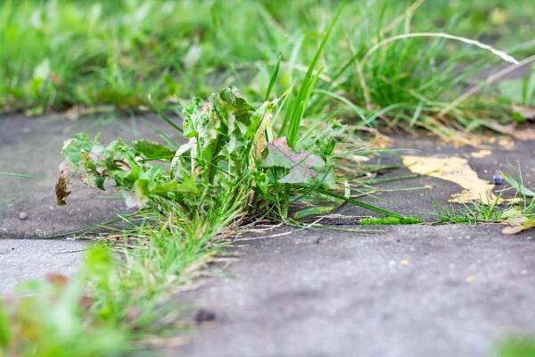 green-grass-grows-through-tiles-sidewalk